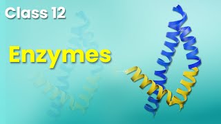 What are Enzymes | Vitamins and its deficiency | Biochemistry | Class 12 Chemistry | Elearnin
