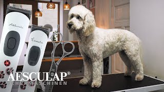 Hundeschur mit Aesculap (Akkurata, Exacta, Scherenset) by Aesculap Schermaschinen GmbH 205 views 3 months ago 1 minute, 40 seconds