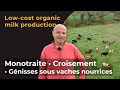 Production de lait bio  faible cot monotraite croisement de races levage des veaux sous nurses