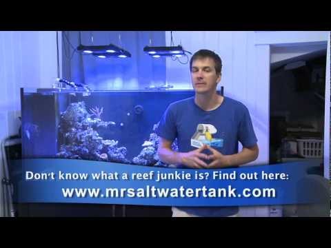 Mr. Saltwater Tank TV Friday Am Quick Tip #92: You Look JUST Like The Photo!