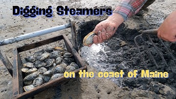 Digging Steamers on the coast of Maine
