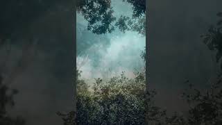 NOCTRA0961 #noctra #cinematicmusic #darkambient #calmvibes #nature #forest #shorts