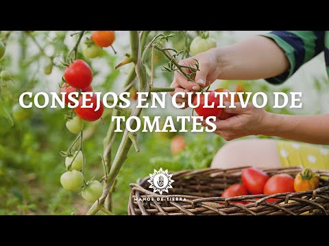 Video: Consejos para entrenar frambuesas - Aprenda a entutorar plantas de frambuesa