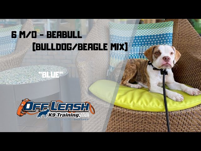 Enchanting English Bulldog Beagle Mix: A Unique Fusion for Dog Lovers 3 sddefault