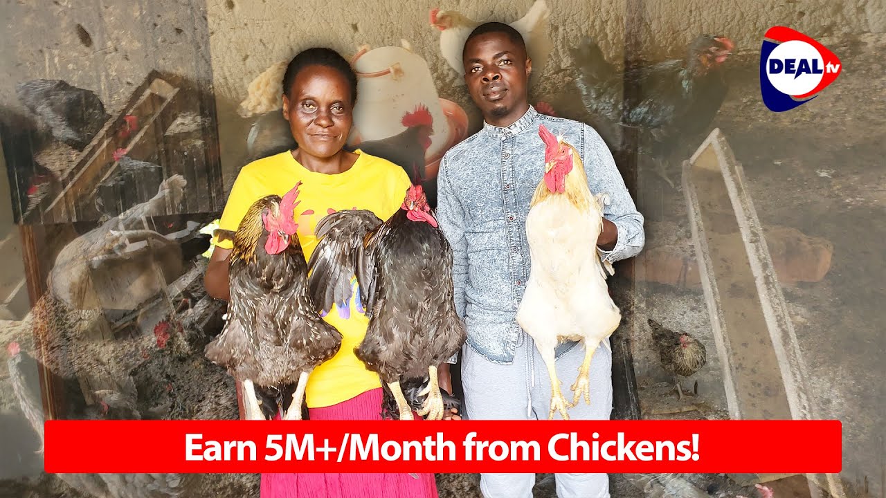 How to Make 5M+ Monthly from Local Chicken Farming in Uganda | Step-by-Step Guide