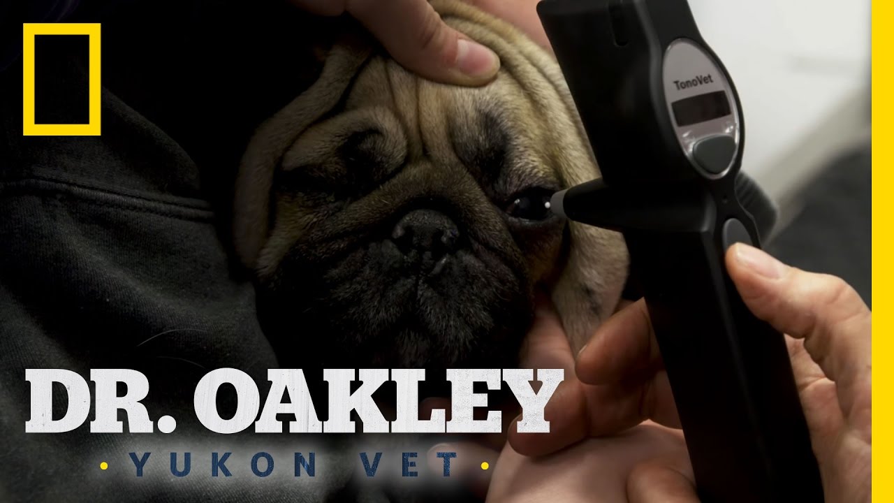 Painful Puggy Eyes | Dr. Oakley, Yukon Vet - YouTube