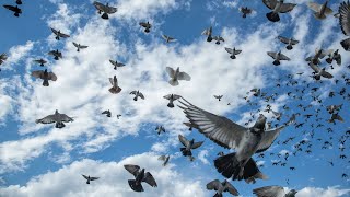 Pickle In A Pickle Jar