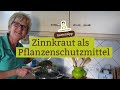 Pflanzenschutzmittel selbst gemacht: Sud aus Zinnkraut / Ackerschachtelhalm - Düngen ohne Chemie