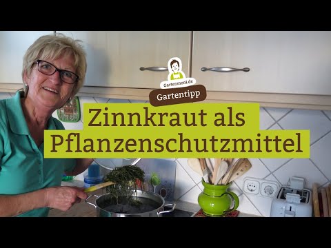 Video: Verwendung von Schachtelhalmkräutern - Informationen zur Pflege von Schachtelhalmpflanzen