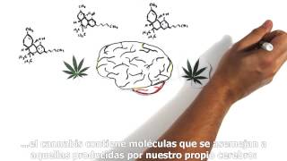 Your Brain on Drugs: Marijuana (Subtitulado al español)