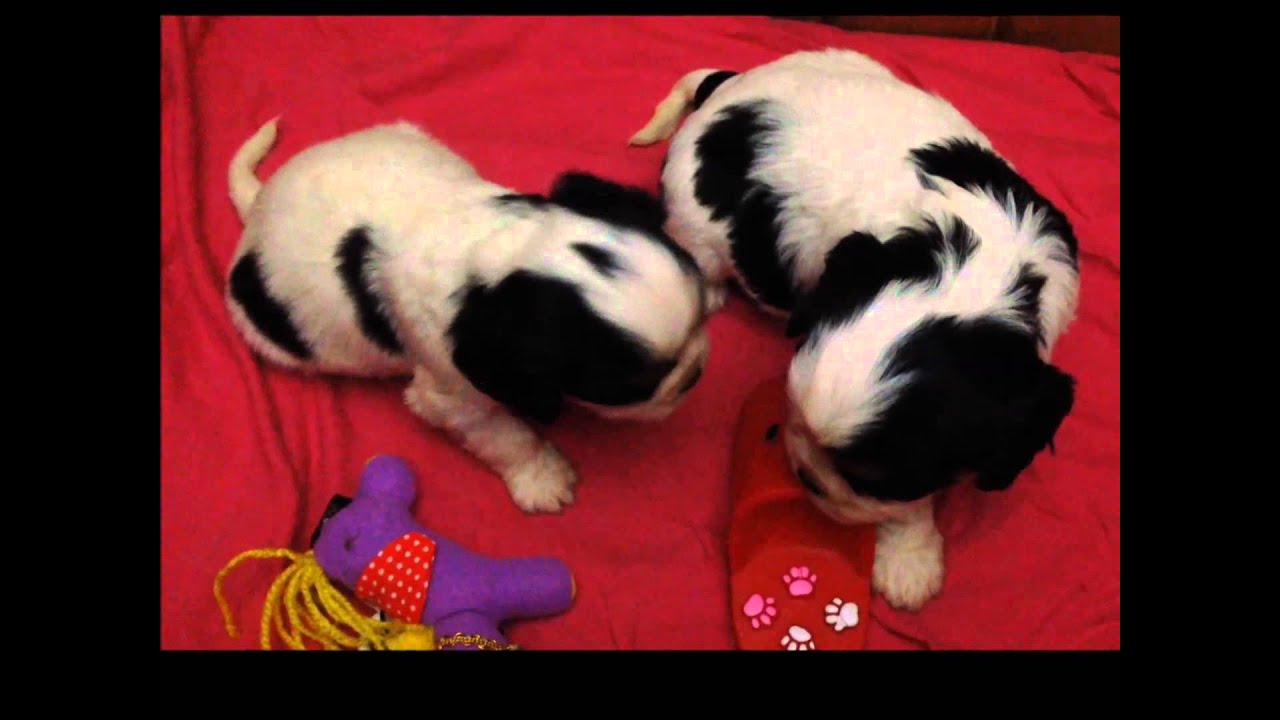 Chiots 2 Petites Femelles Cavalier King Charles
