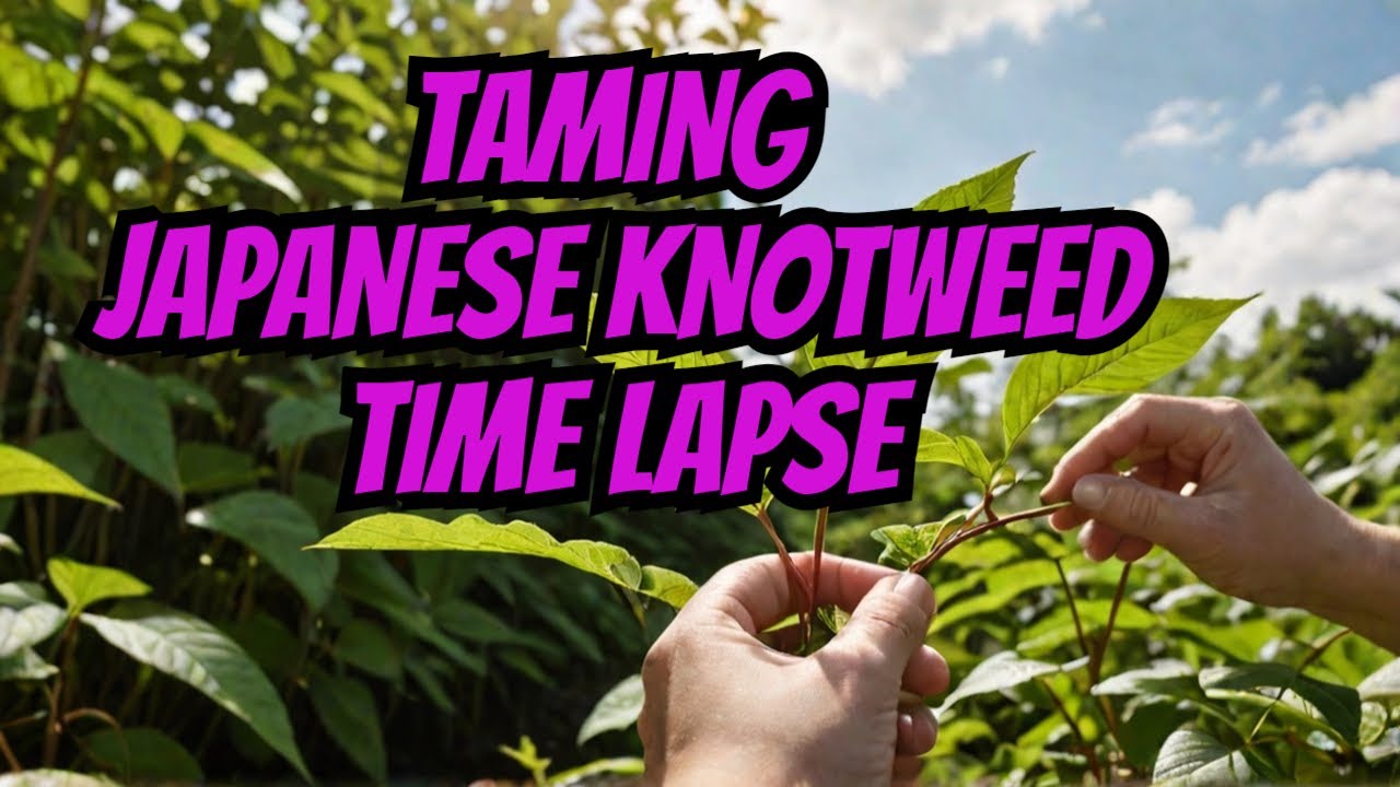 JAPANESE KNOTWEED CONTROL 2024 2nd visit time lapse