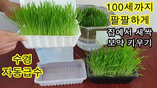 수경자동급수 세상편한 보리새싹 키우기!! (Easy growing sprout barley at home! Hydroponic automatic water regulator!)