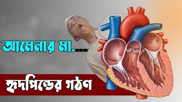 মানব হৃদপিন্ডের গঠন | Human Heart Animation video | Bio BD