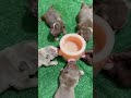 幸せを運ぶ子犬 #KoreaPuppies #JapanDogs