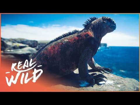 The Threat To The Galapagos And It&#039;s Animals | 1000 Days for the Planet | Real Wild