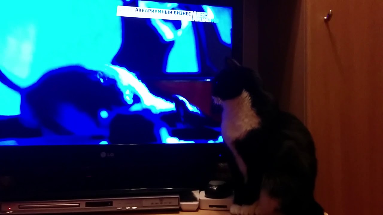 котик перед экраном. часы киберпанк. кошачий телевизор. кошачий телевизор. Animals watch tv picture for kids.