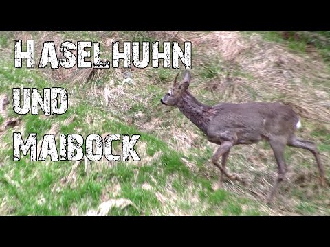 Haselhuhn und Maibock