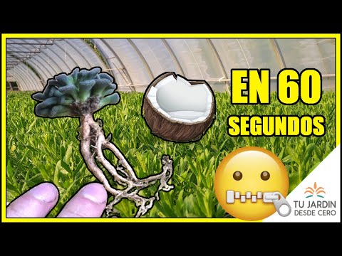 Video: Más información sobre los revestimientos para macetas de coco