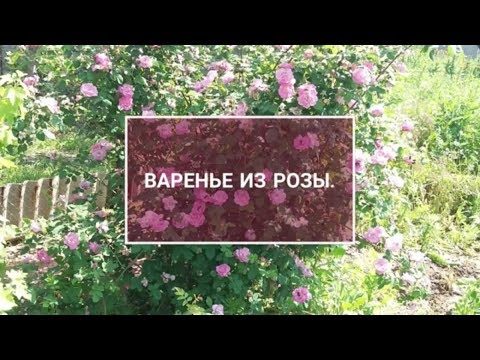 Варенье из Лепестков Розы без варки.