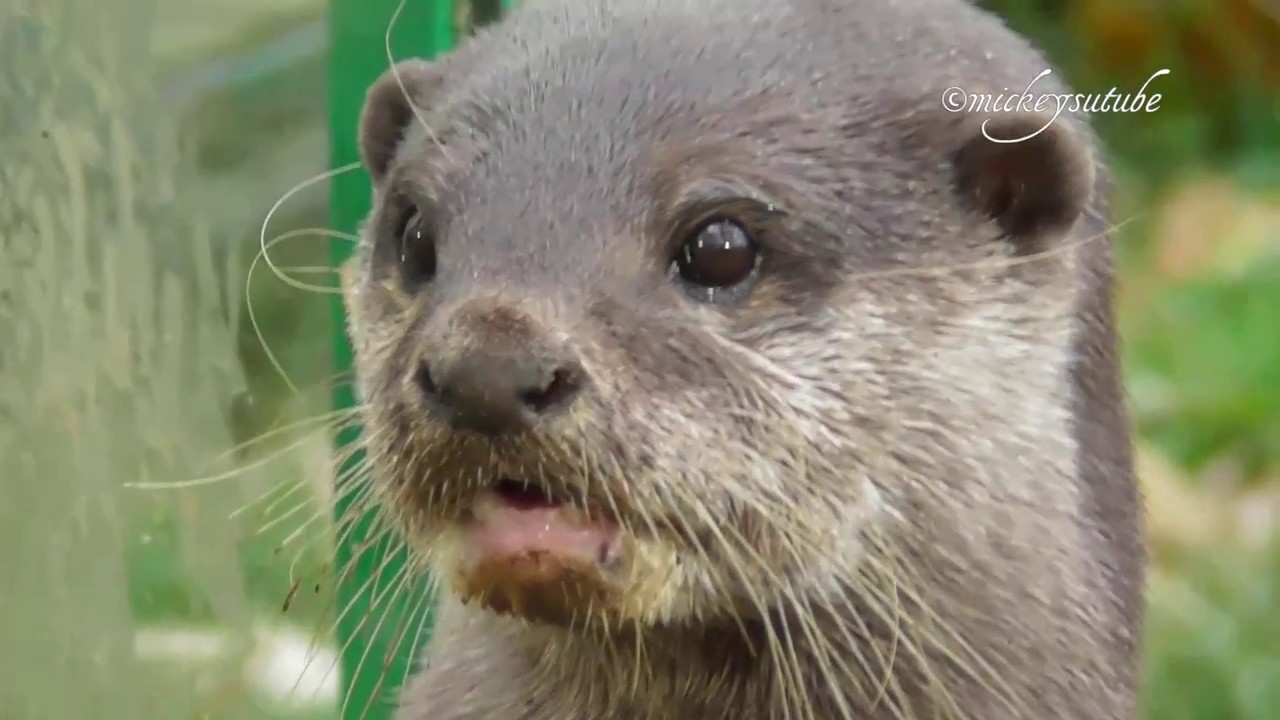 Otters And Their Stones YouTube