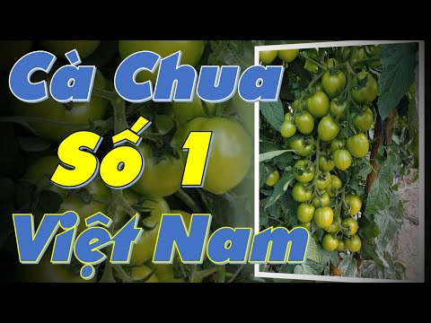 Video Cà chua Sai trái, cứng trái, kháng bã trầu, năng suất... - youtube