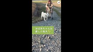 大切な家族を亡くしたおばあちゃんに、柴犬が与えてくれたもの…🐕💕 #Shorts