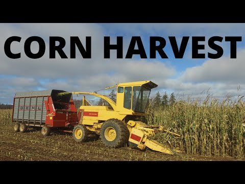 our-first-time-harvesting-corn-silage-in-nova-scotia-canada
