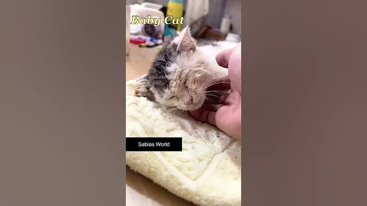 Satisfying video with Relaxing deep sleep Music- Stress Relief & Meditation, Baby Cat Ep67