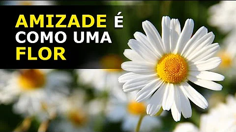 Qual a mensagem das flores?