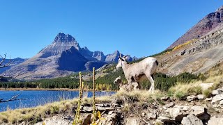 Many Glacier's Bullhead Lake via the Swiftcurrent Pass Trail  Plenty of Moose along the way.