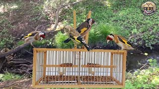 Easy bird Trap Using Cage How to Trap a bird. #birdtrap #trap #goldfinch #huntingbirds #birds #catch