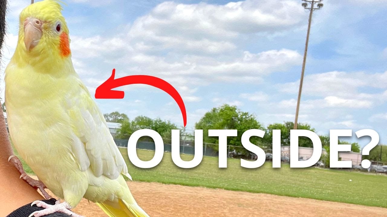 Taking Cockatiel Outside YouTube