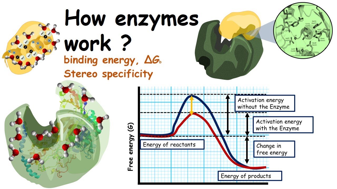 يعمل الإنزيم enzyme محفزًا catalyst ، وذلك بزيادة طاقة التنشيط activation energy اللازمة لبدء التفاعل الكيميائي في المخلوقات الحية، مما يؤدي إلى حدوث التفاعل بسرعة تستفيد منها الخلية.