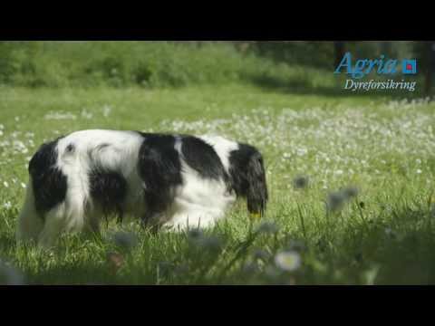Video: Tap Av Balanse (ubalansert Gangart) Hos Hunder