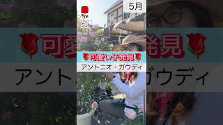 🌹可愛い子発見🌹アントニオ・ガウディ #相原バラ園 #バラ #バラ園 #バラ栽培