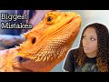 Biggest Bearded Dragon Mistakes (Made By New Keepers) | Part 2