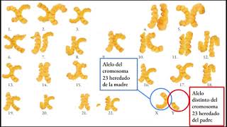 IV Concurso Amgen TransferCiencia: Elna Planas Vila