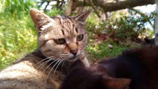 大人になってもいつまでもママ猫に甘える野良猫