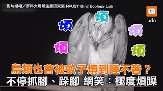 鳥類也會被蚊子煩到睡不著？不停抓腳、跺腳 網笑：極度煩躁 #鳥 #猛禽 #蚊子
