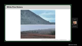 Managing White Pine Health in New York Forests