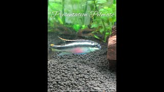 Présentation pelmato (Pelvicachromis pulcher)