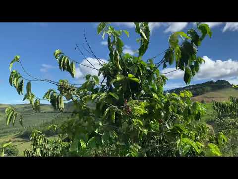 Video 6ha/700tr (tất cả).cà phê kinh doanh .nước tưới tự... - youtube