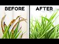 10 Tips To Stop Brown Tips On Your Spider Plant