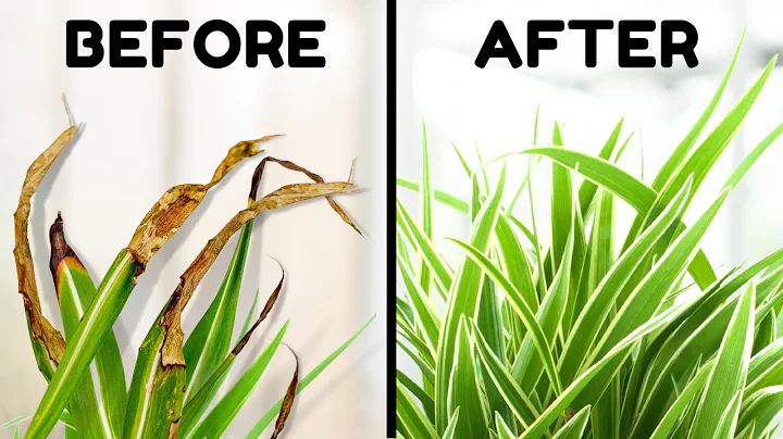10 Tips To Stop Brown Tips On Your Spider Plant - DayDayNews