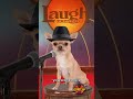Tiny paws with BDE (Big Dog Energy) 🐾 Paul Rodriguez #StandUpPets #StandUpComedy #FunnyDogs
