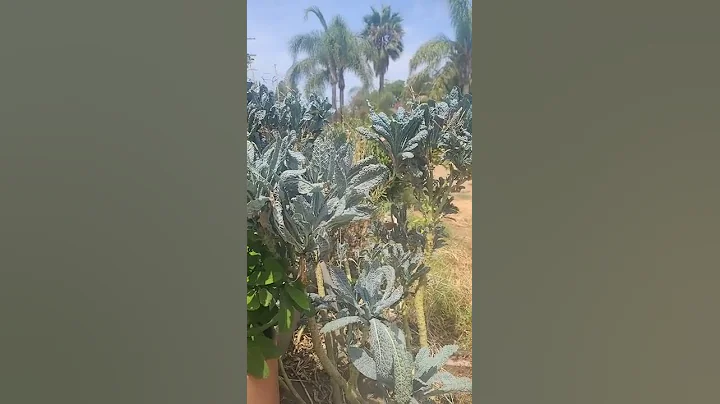 los beneficios del kale para remedios caseros #ros...