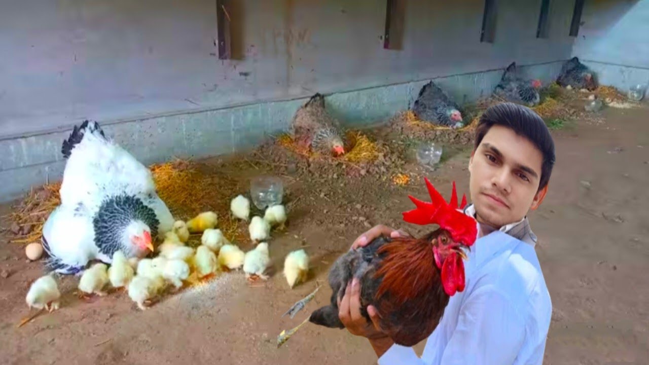 Baby chicks hatching || hens eggs hatching one hen eggs hatching in summer season