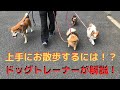 【犬しつけ】散歩中の引っ張り、歩かないをドッグトレーナーが解説！！