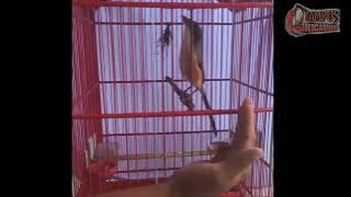 CENDET MUDA FULL POWER GREJA SADIS KUNTILANAK MEMATIKAN!!